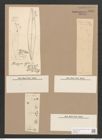 Pleurosigma hermanii Ralfs. (de-Toni-Nr.: Genus 13, Species 1011) Zeichnungen Sammlung Grunow Nr. 2066 (NHMW-BOT-W0368927)